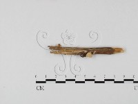 登錄號:F0023302藏品圖，第1張