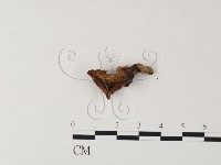 登錄號:F0023303藏品圖，第1張