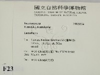 乳菇屬藏品圖，第2張