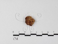 登錄號:F0023307藏品圖，第1張