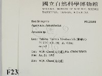 鵝膏屬藏品圖，第2張