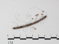 登錄號:F0023309藏品圖，第1張