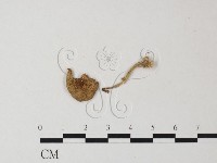 登錄號:F0023310藏品圖，第1張