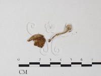 登錄號:F0023310藏品圖，第3張