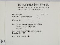杯傘屬藏品圖，第2張