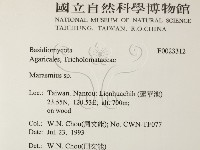 小皮傘屬藏品圖，第2張