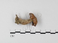 登錄號:F0023316藏品圖，第1張