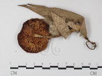 登錄號:F0023317藏品圖，第1張