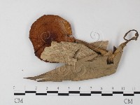 登錄號:F0023317藏品圖，第3張