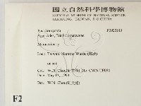 小皮傘屬藏品圖，第2張