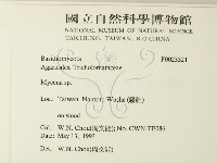 小菇屬藏品圖，第2張