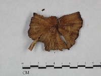 登錄號:F0023322藏品圖，第3張