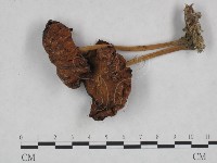 登錄號:F0023323藏品圖，第1張