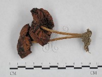 登錄號:F0023323藏品圖，第3張