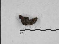 登錄號:F0023324藏品圖，第1張