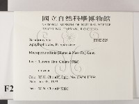 相鄰小孔菌藏品圖，第2張