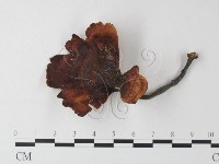 相鄰小孔菌藏品圖，第3張