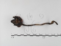 登錄號:F0023330藏品圖，第3張