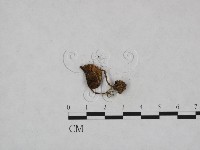 登錄號:F0023331藏品圖，第1張