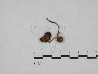 登錄號:F0023331藏品圖，第3張