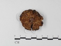 登錄號:F0023334藏品圖，第1張