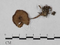 登錄號:F0023335藏品圖，第1張
