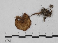 登錄號:F0023335藏品圖，第3張