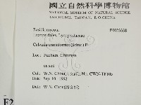 頭狀禿馬勃藏品圖，第2張
