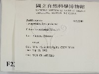 頭狀禿馬勃藏品圖，第2張