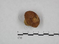 頭狀禿馬勃藏品圖，第3張