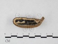 炭角菌屬藏品圖，第1張