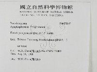 松生擬層孔菌藏品圖，第2張