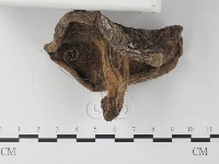 登錄號:F0023346藏品圖，第4張