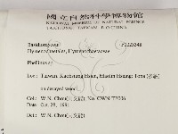 木層孔菌屬藏品圖，第2張