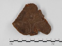 木層孔菌屬藏品圖，第1張