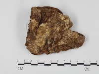 木層孔菌屬藏品圖，第3張