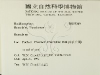紅菇屬藏品圖，第2張