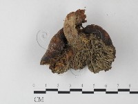 紅菇屬藏品圖，第3張