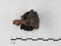 紅菇屬藏品圖，第3張