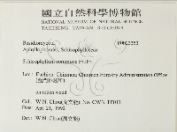 裂褶菌藏品圖，第2張