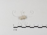 裂褶菌藏品圖，第1張