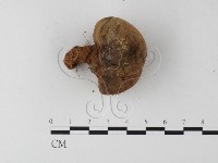 登錄號:F0023354藏品圖，第3張