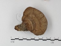 登錄號:F0023355藏品圖，第3張