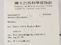 紅菇屬藏品圖，第2張