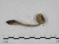 登錄號:F0023357藏品圖，第1張