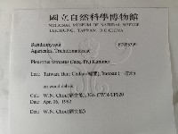 糙皮側耳藏品圖，第2張