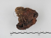 糙皮側耳藏品圖，第1張
