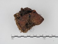 糙皮側耳藏品圖，第3張
