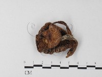登錄號:F0023360藏品圖，第1張