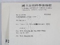 殘孔菌屬藏品圖，第2張